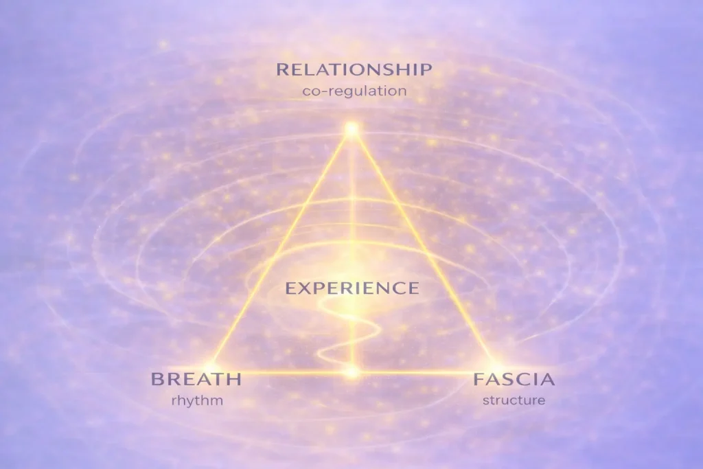 Conceptual diagram showing how breath rhythm, fascial structure, and relational co-regulation organize embodied experience in the Core Strokes® framework.