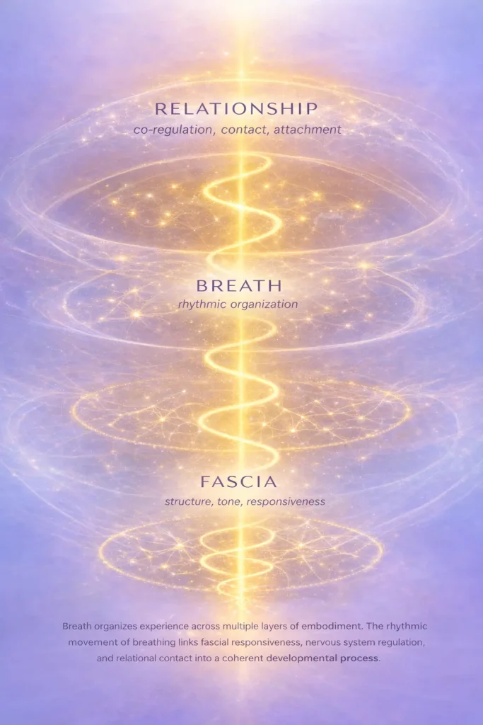 Breath organizes experience diagram showing fascia, breath, and relationship layers in the Core Strokes framework.