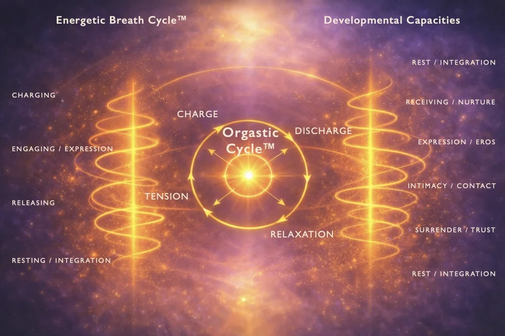 energetic-breath-cycle-orgastic-cycle-developmental-capacities-core-strokes Diagram showing the relationship between the Energetic Breath Cycle™, the orgastic cycle (tension, charge, discharge, relaxation), and developmental capacities in the Core Strokes® framework.
