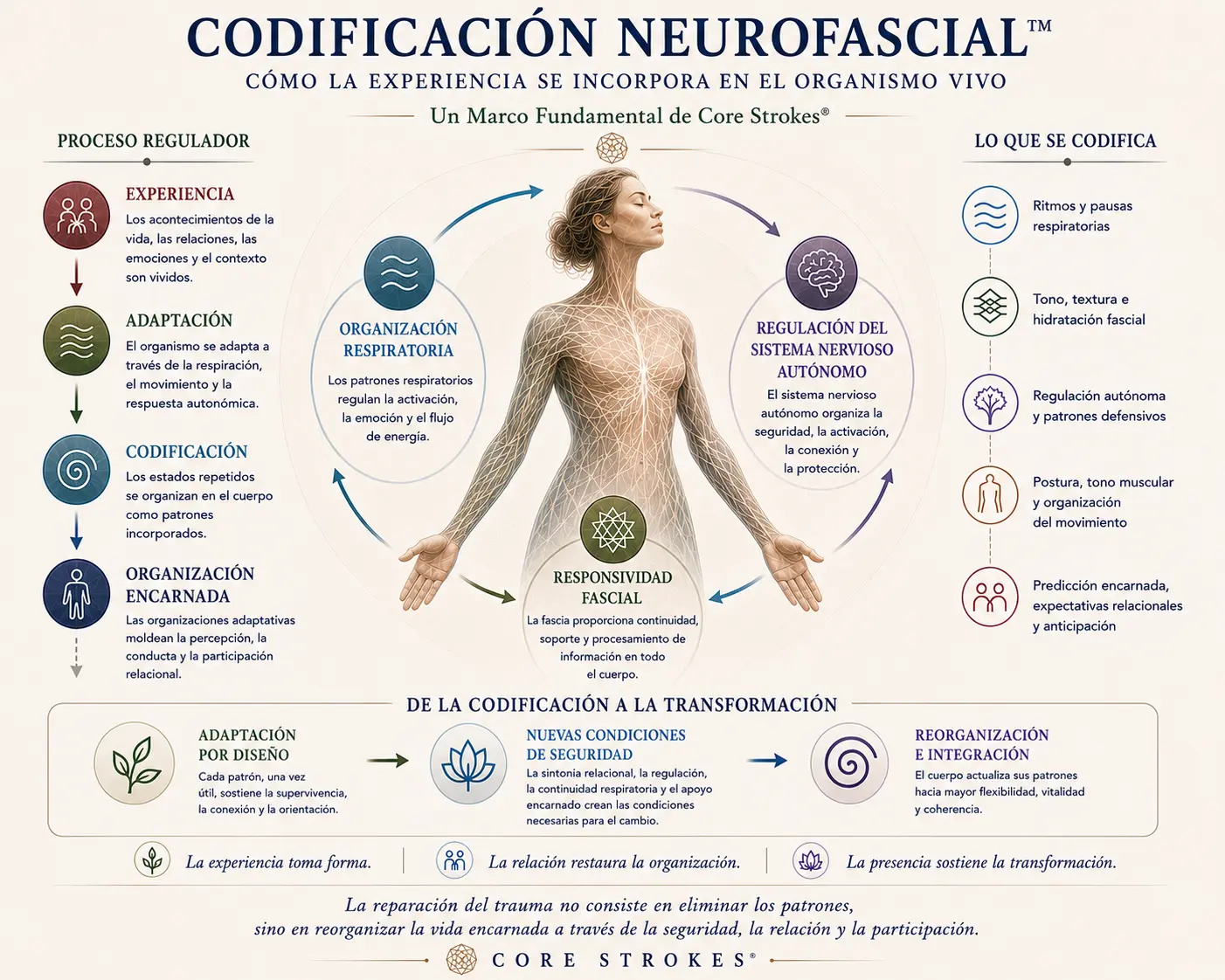 Codificación Neurofascial™ | Respiración, Fascia y Organización Encarnada Diagrama de Codificación Neurofascial™ dentro del marco Core Strokes®, que muestra cómo la experiencia se incorpora mediante la organización respiratoria, la responsividad fascial, la regulación autónoma, la postura, el movimiento y la participación relacional.