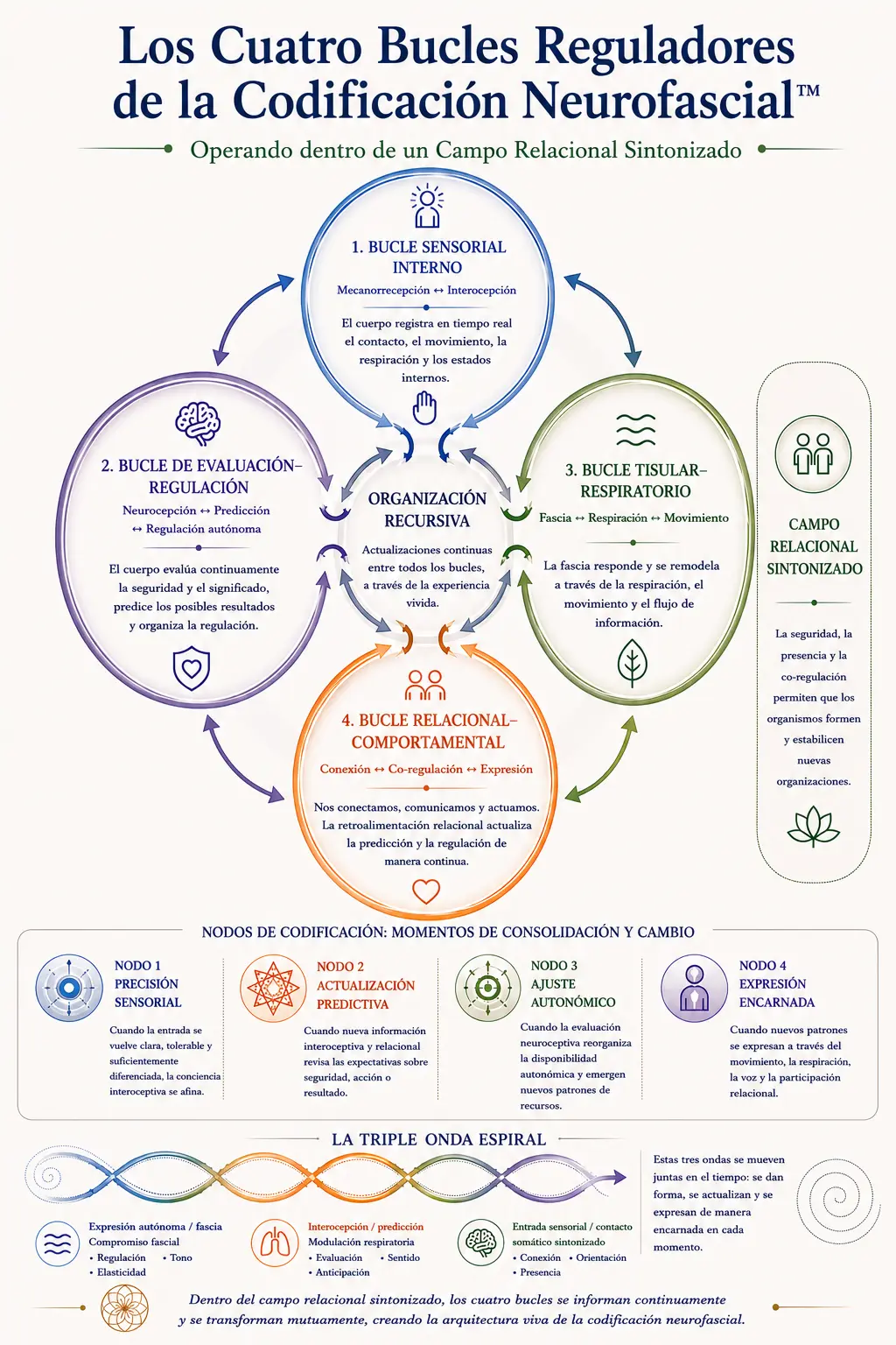 Los Cuatro Bucles Reguladores de la Codificación Neurofascial™ | Core Strokes® Diagrama teórico y clínico de los Cuatro Bucles Reguladores de la Codificación Neurofascial™ dentro del marco Core Strokes®, mostrando la organización recursiva entre interocepción, regulación autónoma, dinámica fascia-respiración, procesamiento predictivo y participación relacional.
