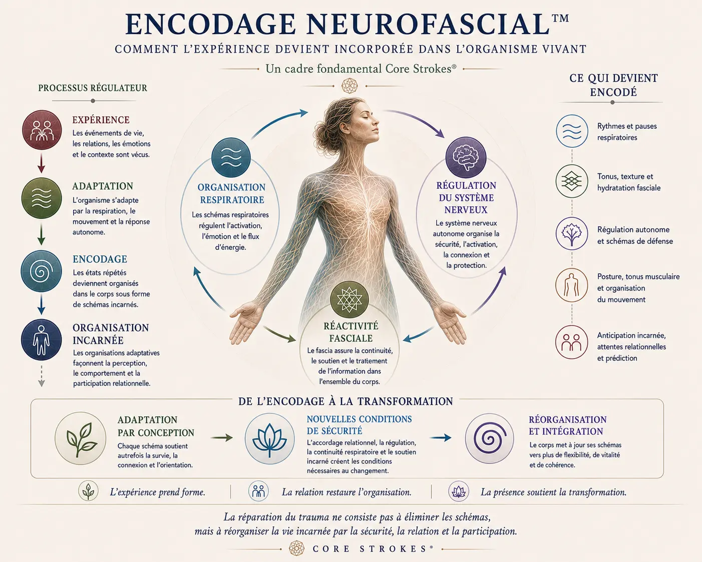 Encodage Neurofascial™ | Respiration, Fascia et Organisation Incarnée Diagramme d’Encodage Neurofascial™ dans le cadre Core Strokes®, illustrant comment l’expérience devient incarnée à travers l’organisation respiratoire, la réactivité fasciale, la régulation autonome, la posture, le mouvement et la participation relationnelle.