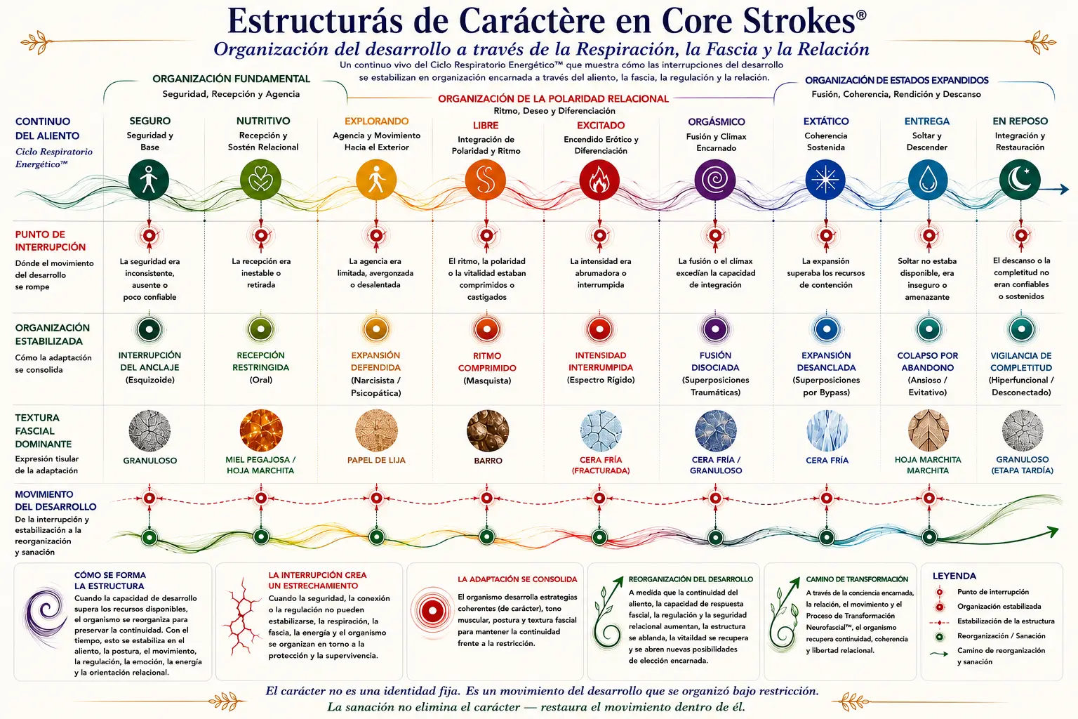 Diagrama de las Estructuras de Carácter en Core Strokes® mostrando interrupciones del desarrollo, organización fascial, continuidad respiratoria, adaptación relacional y regulación encarnada a través del Ciclo Respiratorio Energético™.