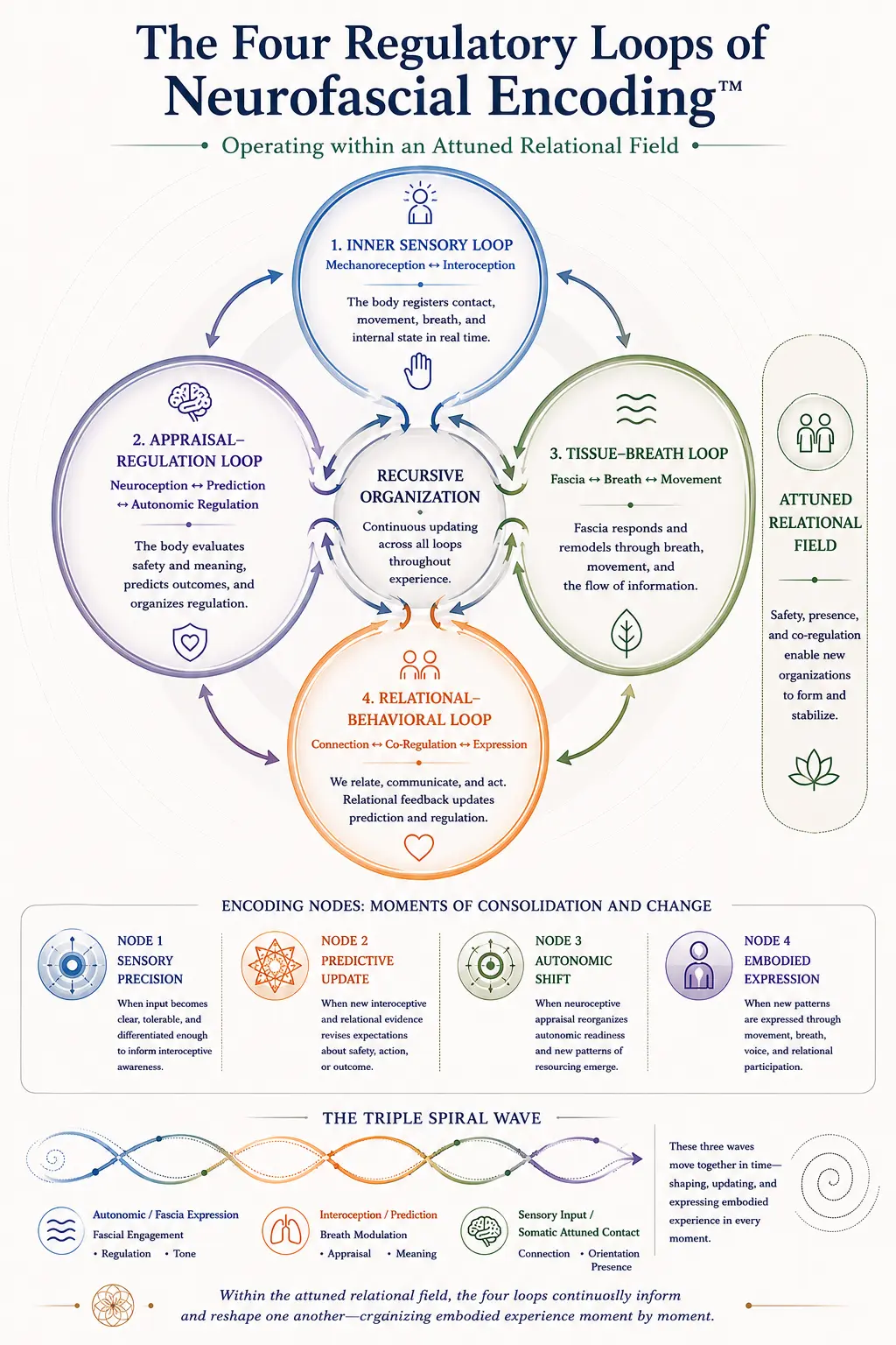The Four Regulatory Loops of Neurofascial Encoding™ | Core Strokes® Clinical Model Theoretical and clinical diagram illustrating the Four Regulatory Loops of Neurofascial Encoding™ within the Core Strokes® framework, showing recursive organization between interoception, autonomic regulation, fascia-breath dynamics, relational co-regulation, predictive processing, and embodied participation.