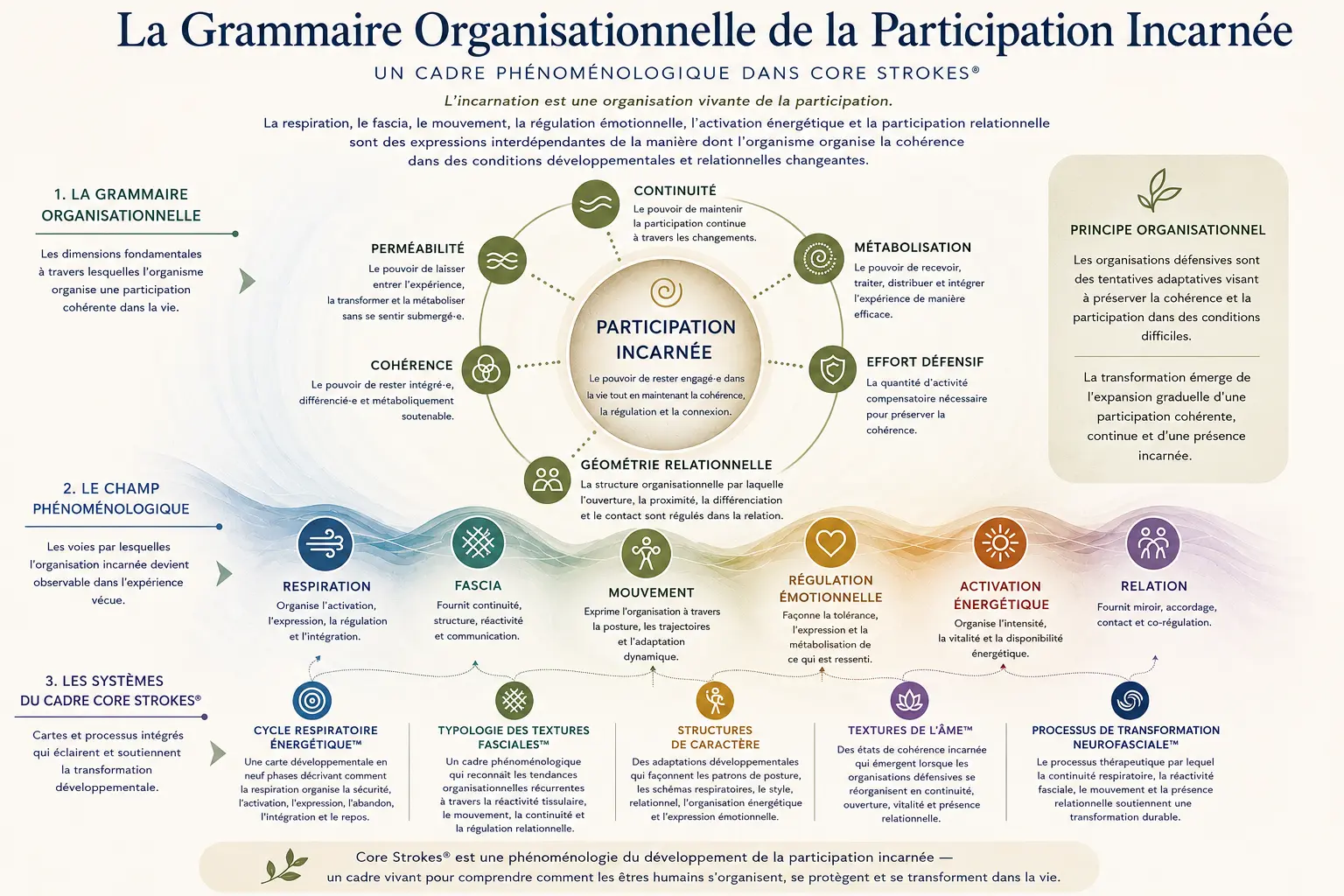 Diagramme Core Strokes® illustrant la grammaire organisationnelle de la participation incarnée à travers la respiration, le fascia, le mouvement, la régulation émotionnelle et la participation relationnelle.