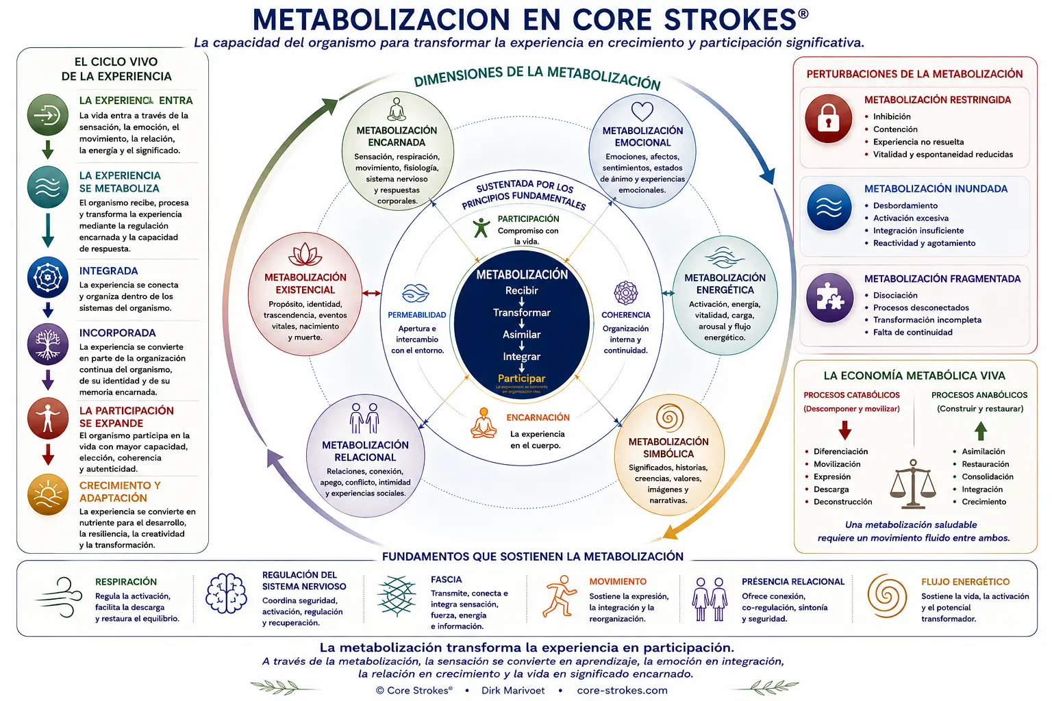 La metabolización en Core Strokes® muestra cómo la experiencia se transforma en integración, crecimiento, encarnación, coherencia y participación significativa a través de la psicoterapia somática.