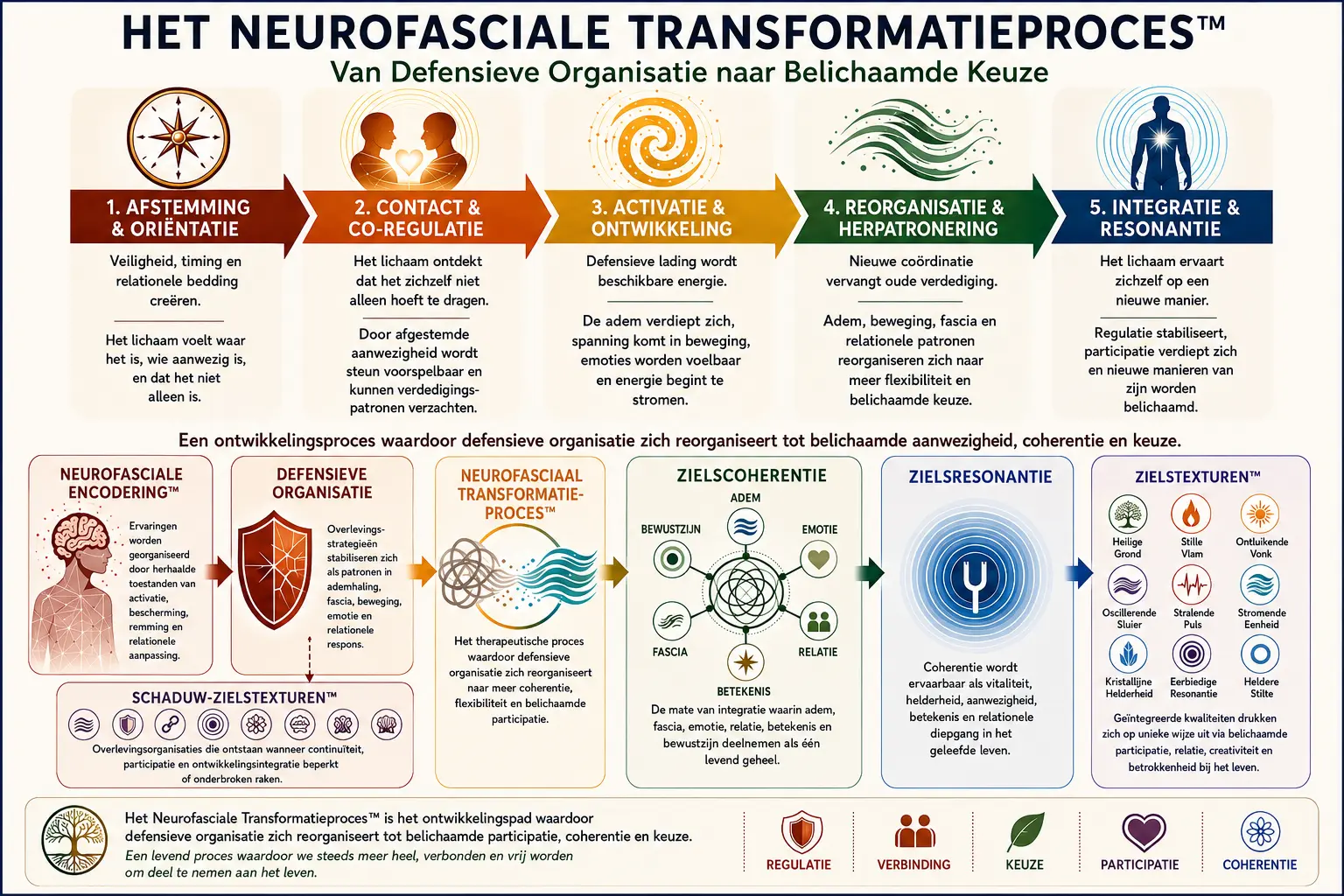 Het Neurofasciale Transformatieproces™ | Somatische Psychotherapie & Belichaamde Transformatie Diagram van het Neurofasciale Transformatieproces™ binnen Core Strokes®, met vijf fasen van somatische transformatie: Afstemming & Oriëntatie, Contact & Co-regulatie, Activatie & Ontwikkeling, Reorganisatie & Herpatronering, en Integratie & Resonantie. Het model toont hoe defensieve organisatie zich reorganiseert naar belichaamde participatie, coherentie en keuze.