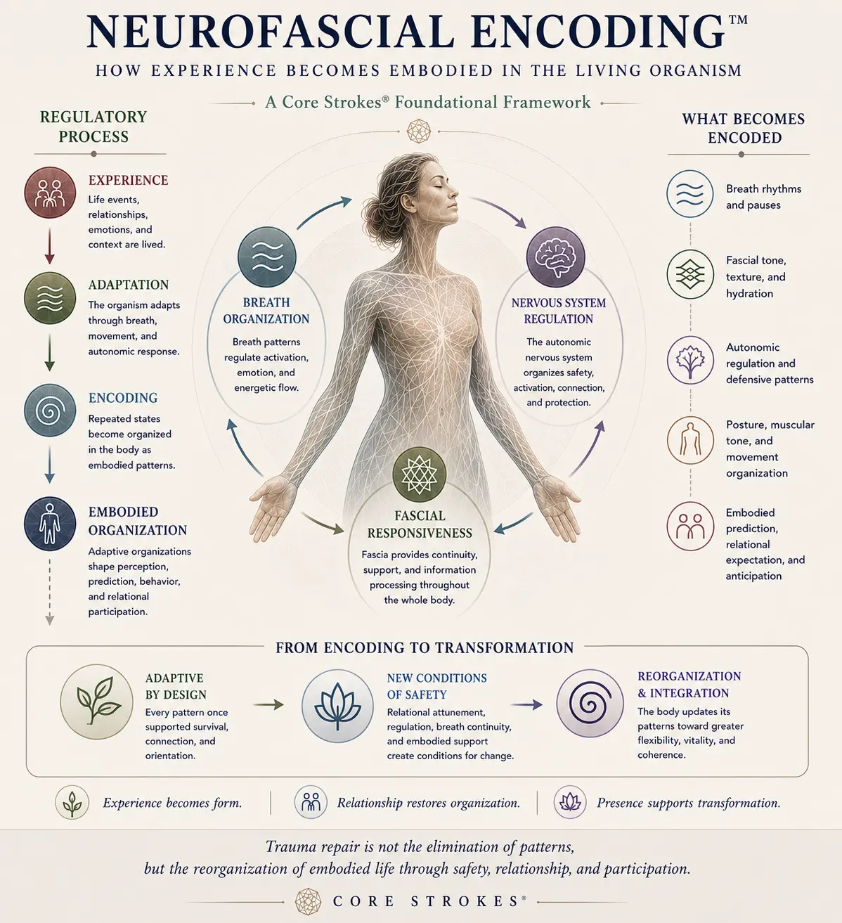 Neurofascial Encoding™ Diagram | Breath, Fascia & Embodied Organization in Core Strokes® Diagram illustrating Neurofascial Encoding™ within the Core Strokes® framework, showing how experience becomes embodied through breath organization, fascia responsiveness, nervous system regulation, posture, movement, and relational adaptation.