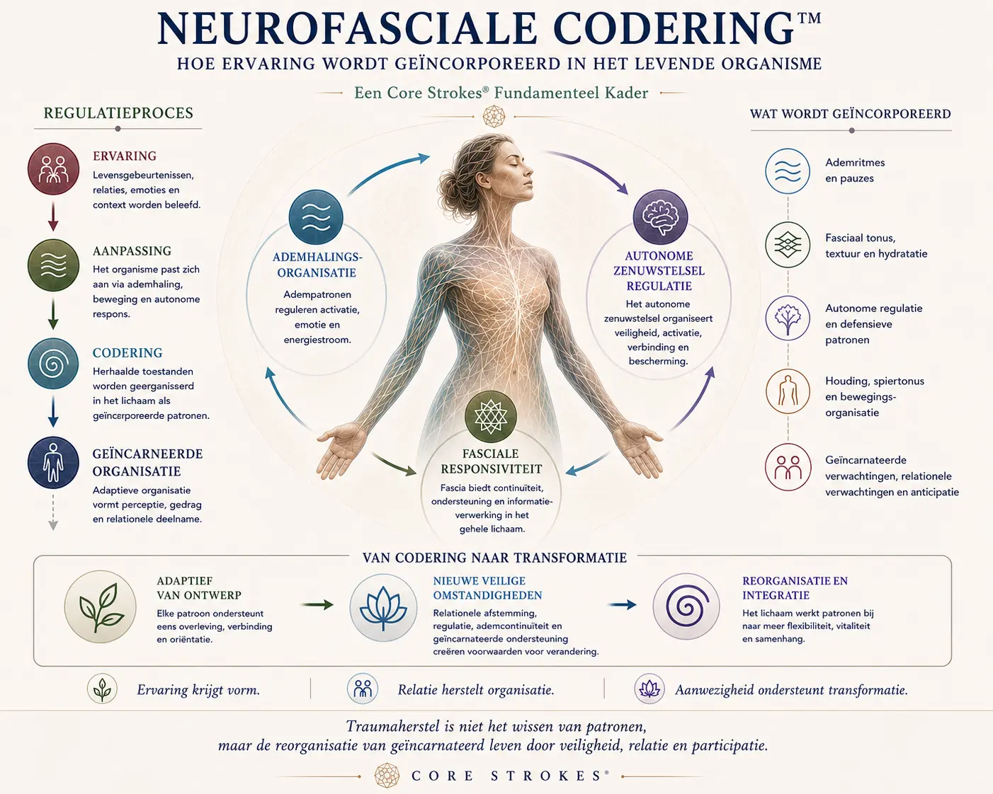 Neurofasciale Codering™ Diagram | Ademhaling, Fascia & Belichaamde Organisatie Diagram van Neurofasciale Codering™ binnen het Core Strokes® framework, dat toont hoe ervaring belichaamd wordt via ademhalingsorganisatie, fasciale responsiviteit, autonome regulatie, houding, beweging en relationele participatie.