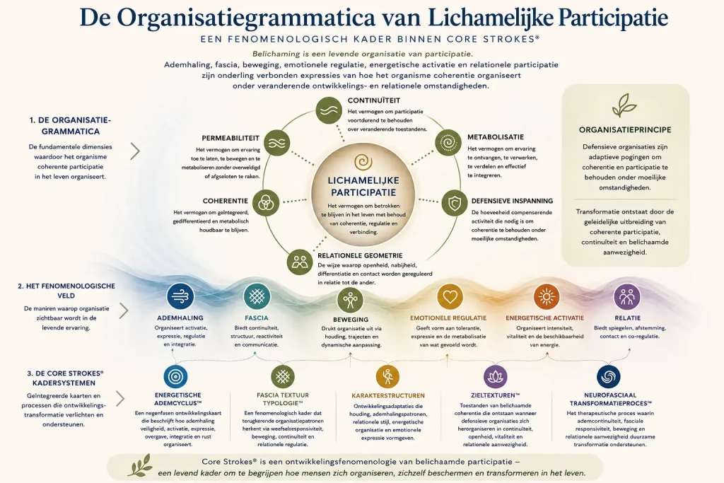 De Organisatorische Grammatica van Belichaamde Participatie – Core Strokes® Core Strokes®-diagram dat de organisatorische grammatica van belichaamde participatie toont via ademhaling, fascia, beweging, emotionele regulatie en relationele participatie.