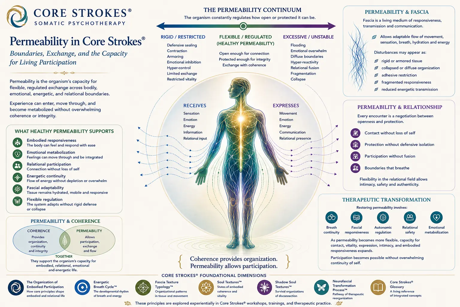 Permeability in Core Strokes® Framework Diagram illustrating permeability in the Core Strokes® somatic psychotherapy framework, showing regulated exchange, embodied participation, fascia responsiveness, relational boundaries, and therapeutic transformation.