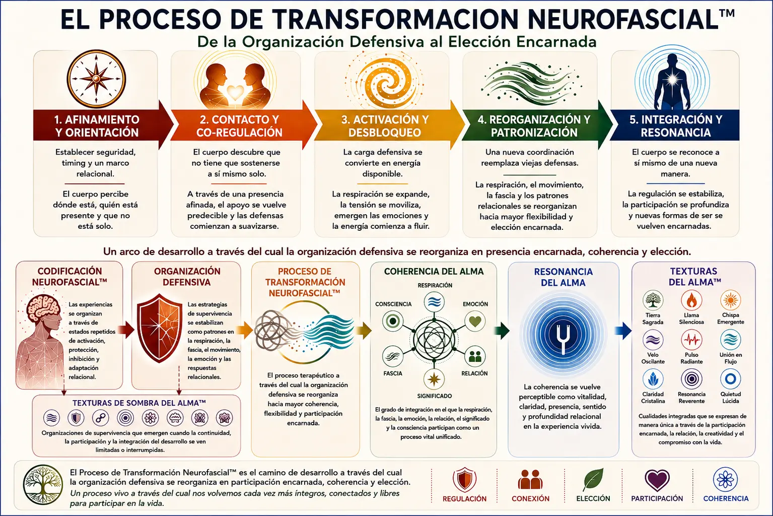 El Proceso de Transformación Neurofascial™ | Psicoterapia Somática y Transformación Encarnada Diagrama del Proceso de Transformación Neurofascial™ en Core Strokes®, mostrando cinco fases de transformación somática: Afinamiento y Orientación, Contacto y Co-regulación, Activación y Desbloqueo, Reorganización y Patronización, e Integración y Resonancia. El modelo ilustra cómo la organización defensiva se reorganiza hacia la participación encarnada, la coherencia y la elección.