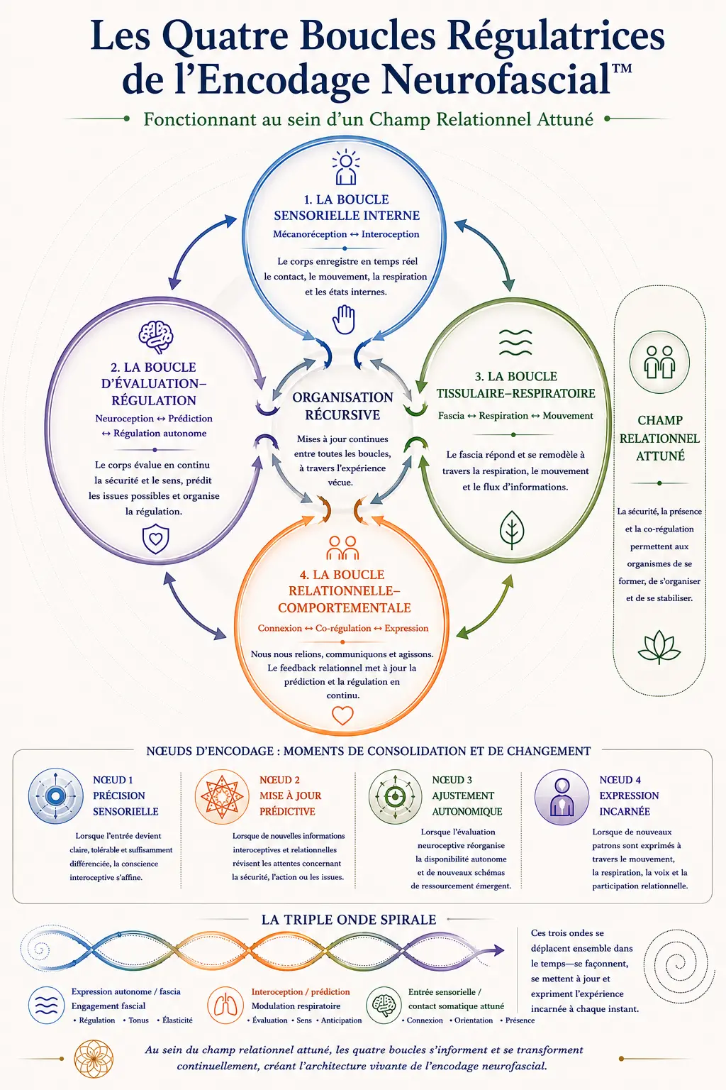 Les Quatre Boucles Régulatrices de l’Encodage Neurofascial™ | Core Strokes® Diagramme théorique et clinique des Quatre Boucles Régulatrices de l’Encodage Neurofascial™ dans le cadre Core Strokes®, illustrant l’organisation récursive entre interoception, régulation autonome, dynamique fascia-respiration, traitement prédictif et participation relationnelle.