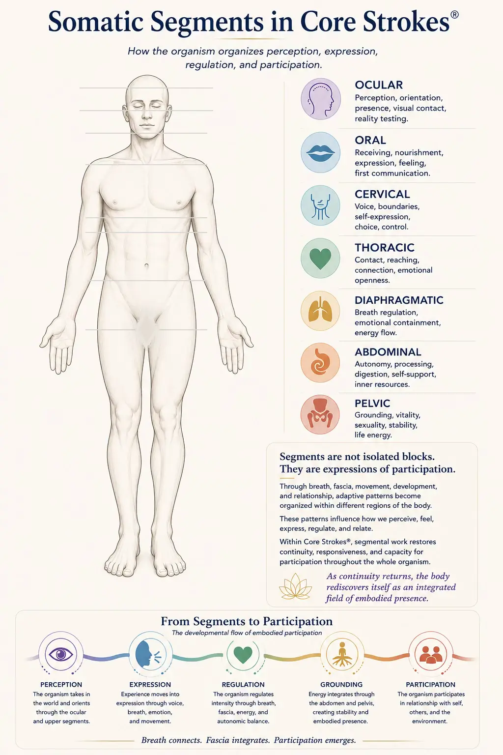 Diagram of the seven somatic segments in Core Strokes®, illustrating how perception, expression, regulation, grounding, and participation are organized through breath, fascia, movement, and embodied experience.