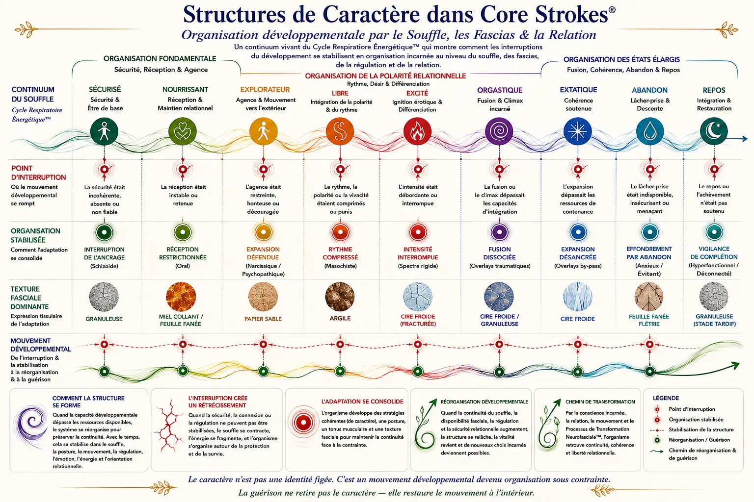 Diagramme des Structures de Caractère dans Core Strokes® montrant les interruptions développementales, l’organisation fasciale, la continuité du souffle, l’adaptation relationnelle et la régulation incarnée à travers le Cycle Respiratoire Énergétique™.
