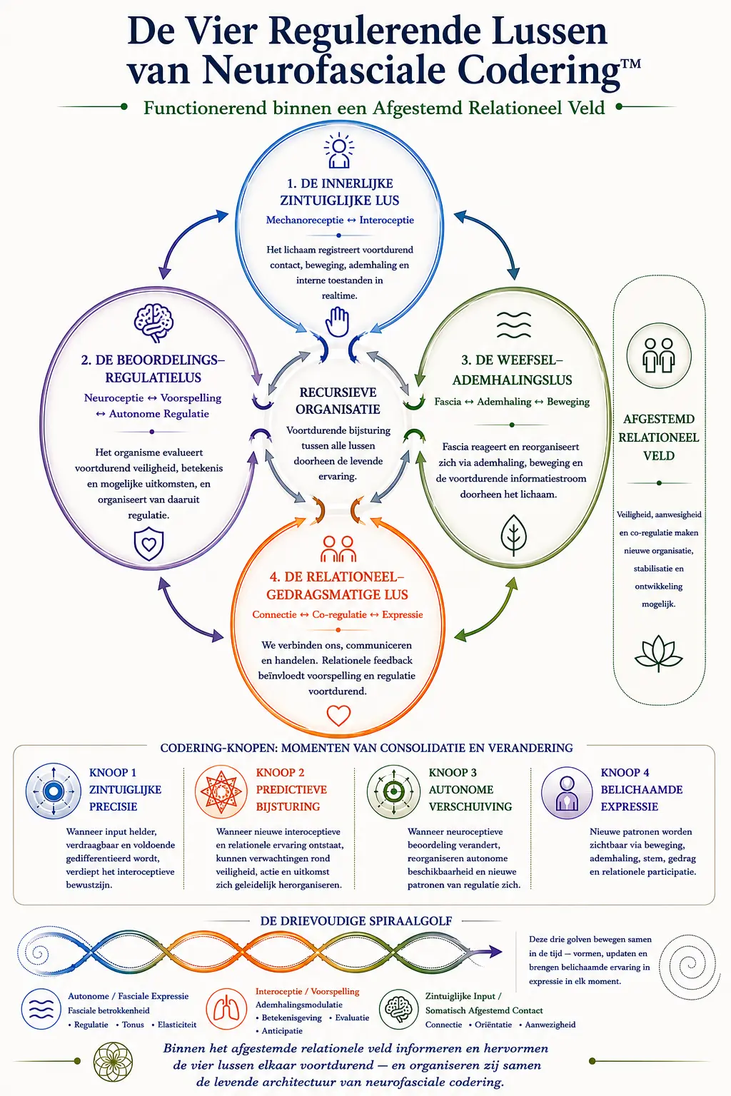 De Vier Regulerende Lussen van Neurofasciale Codering™ | Core Strokes® Theoretisch en klinisch diagram van de Vier Regulerende Lussen van Neurofasciale Codering™ binnen het Core Strokes® framework, dat recursieve organisatie toont tussen interoceptie, autonome regulatie, fascia-ademhalingsdynamiek, predictieve verwerking en relationele participatie.