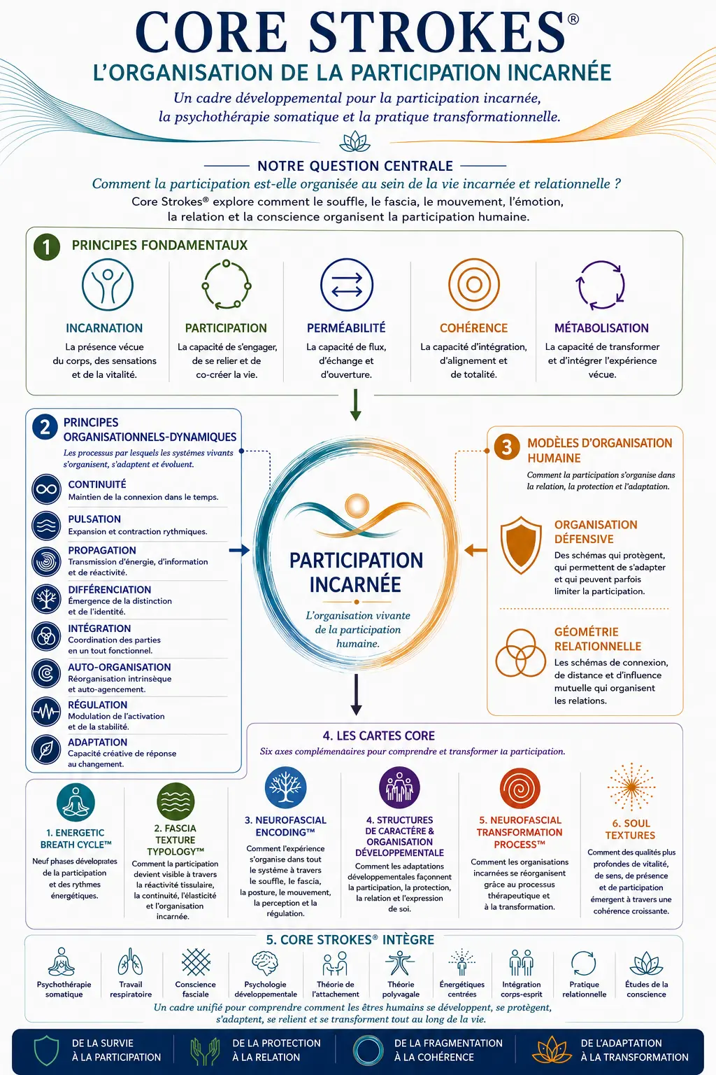 Schéma du cadre Core Strokes® illustrant l’Organisation de la Participation Incarnée, les principes fondamentaux, les principes organisationnels-dynamiques, les modèles d’organisation humaine, ainsi que les six cartes du modèle utilisées en psychothérapie somatique et en transformation incarnée.