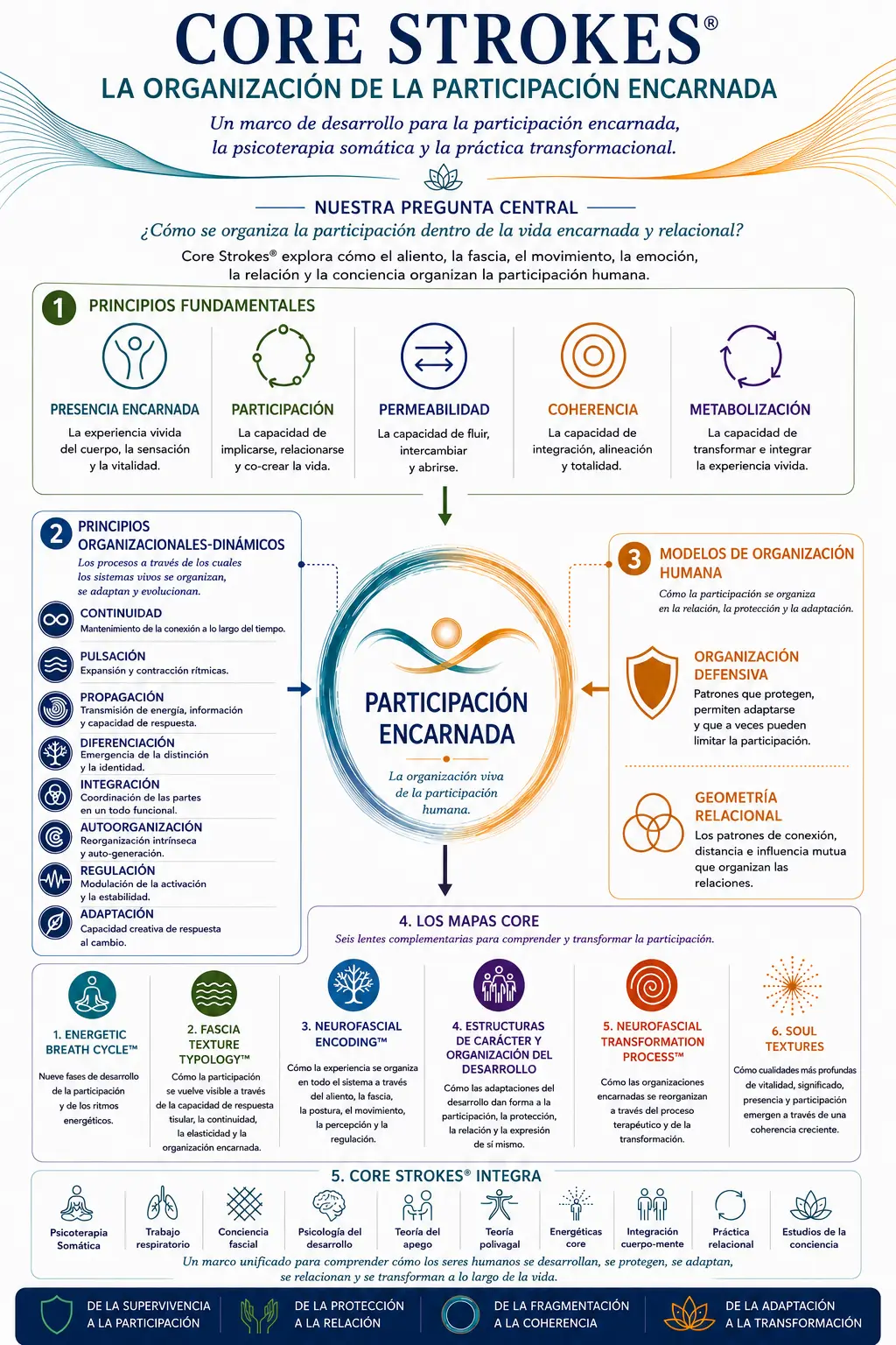 Diagrama del marco Core Strokes® que muestra la Organización de la Participación Encarnada, incluyendo los principios fundamentales, los principios organizacionales-dinámicos, los patrones de organización humana y los seis mapas principales utilizados en la psicoterapia somática y la transformación encarnada.