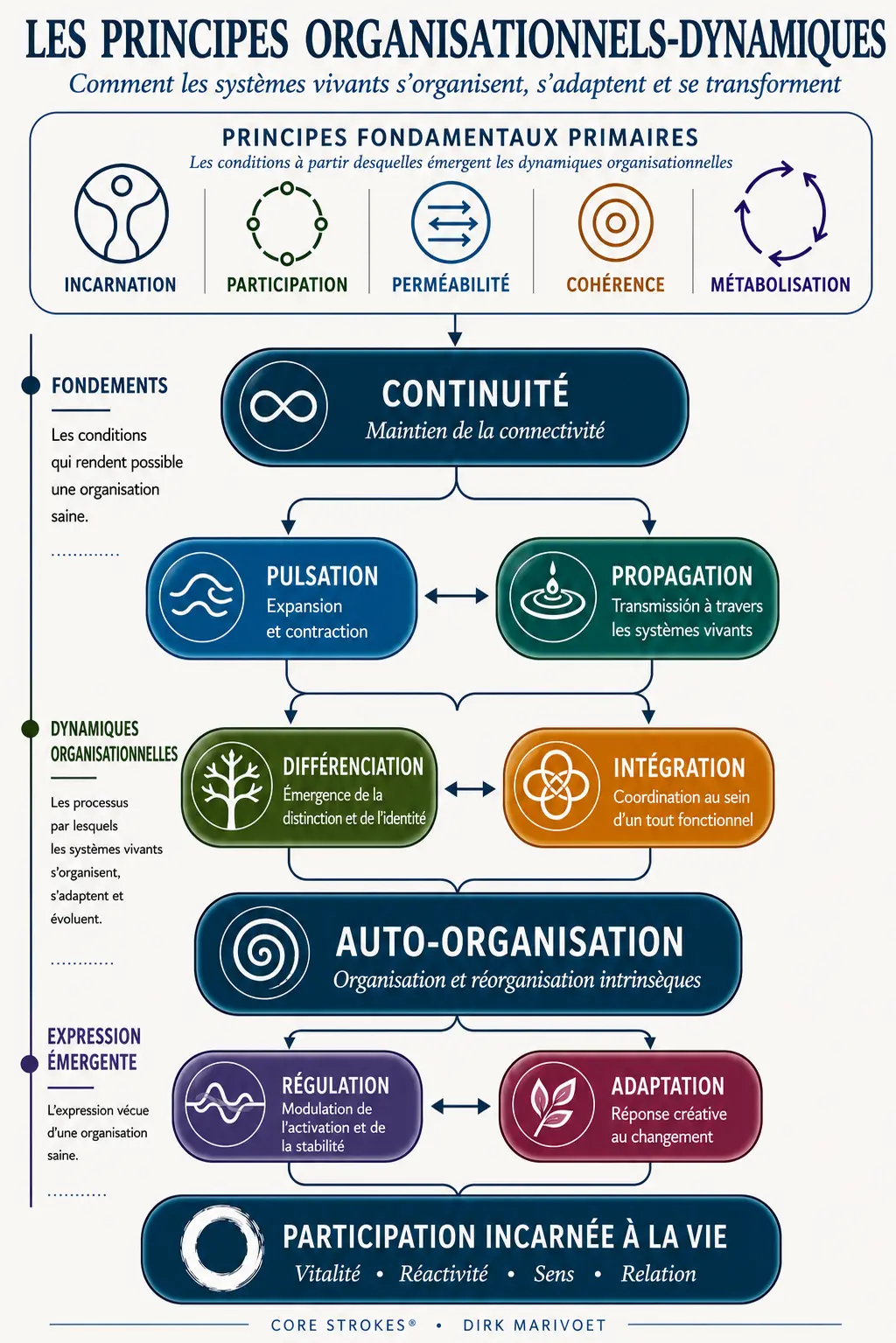 Diagramme des Principes Organisationnels-Dynamiques de Core Strokes®, illustrant la continuité, la pulsation, la propagation, la différenciation, l’intégration, l’auto-organisation, la régulation et l’adaptation dans les systèmes vivants.