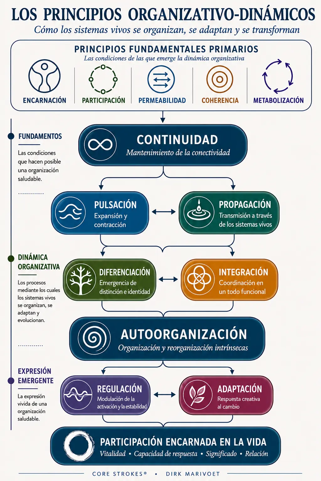 Diagrama de los Principios Organizativo-Dinámicos de Core Strokes®, mostrando continuidad, pulsación, propagación, diferenciación, integración, autoorganización, regulación y adaptación en los sistemas vivos.