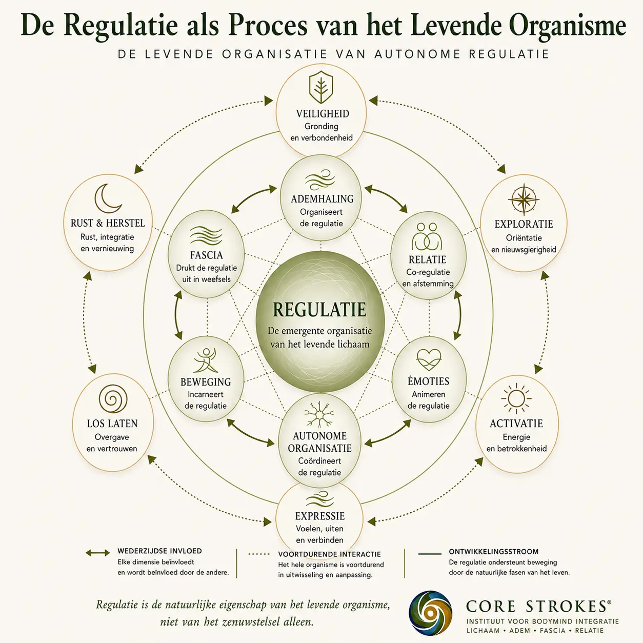 Diagram van autonome regulatie binnen Core Strokes® dat laat zien hoe ademhaling, fascia, beweging, emoties, relatie en autonome organisatie samen de regulatie van het levende organisme ondersteunen.