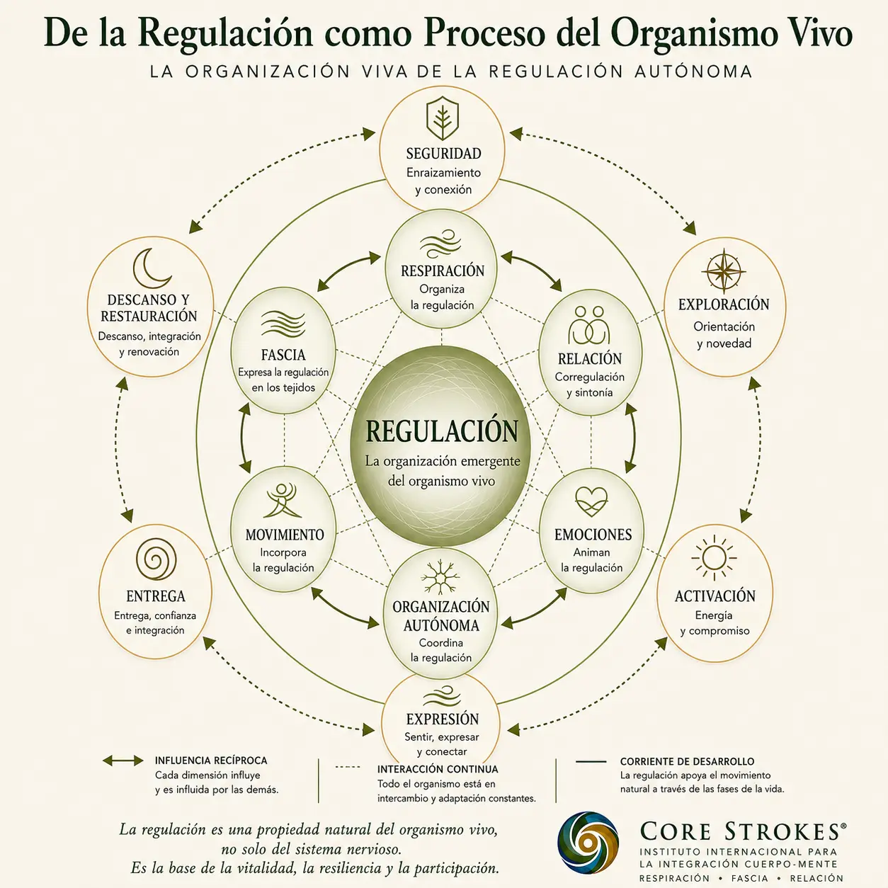 Diagrama de Core Strokes® que muestra la regulación autónoma como un proceso del organismo vivo, integrando respiración, fascia, movimiento, emociones, organización autónoma y relación.