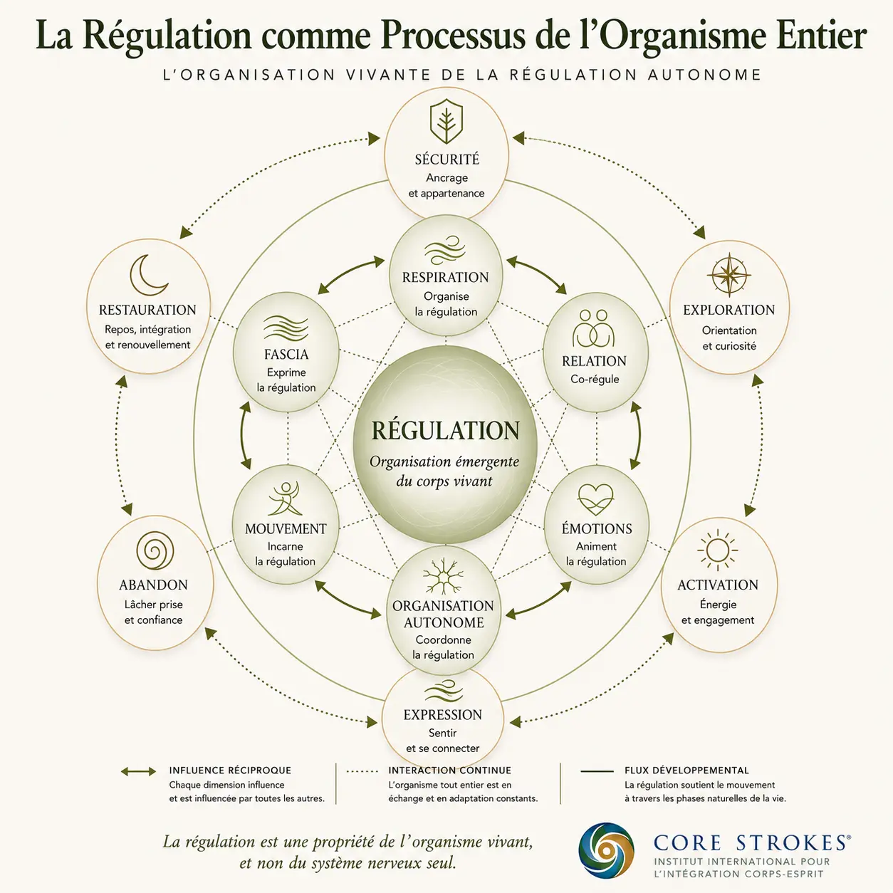La Régulation comme Processus de l’Organisme Entier | Core Strokes® Schéma illustrant la régulation autonome comme un processus de l’organisme entier dans Core Strokes®, montrant les interactions entre la respiration, le fascia, les émotions, le mouvement, la relation, l’organisation autonome et les phases développementales de la régulation.