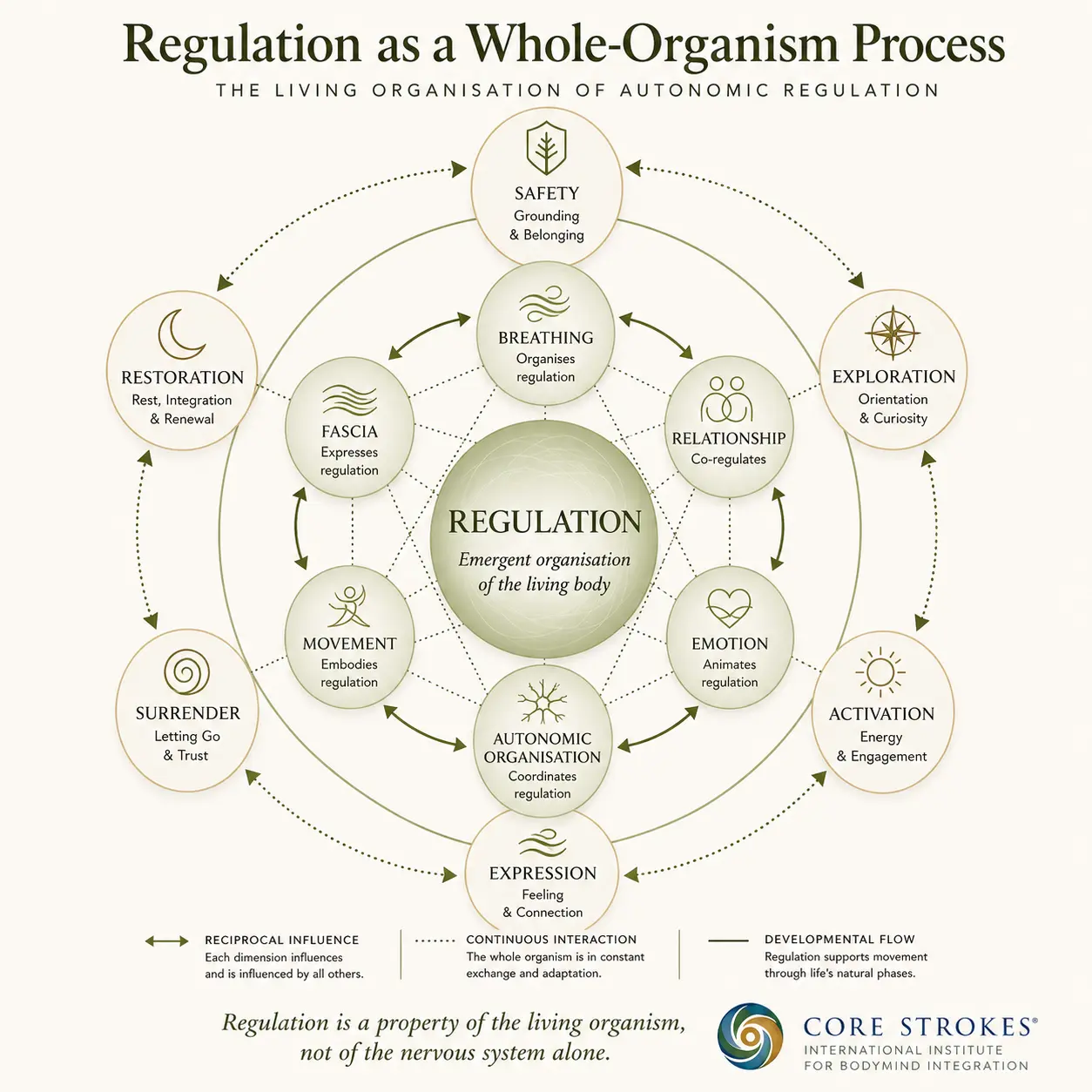 Diagram illustrating regulation as a whole-organism process in the Core Strokes® framework, showing how breathing, fascia, movement, emotion, relationship, autonomic organisation, and developmental regulation interact to support embodied participation.