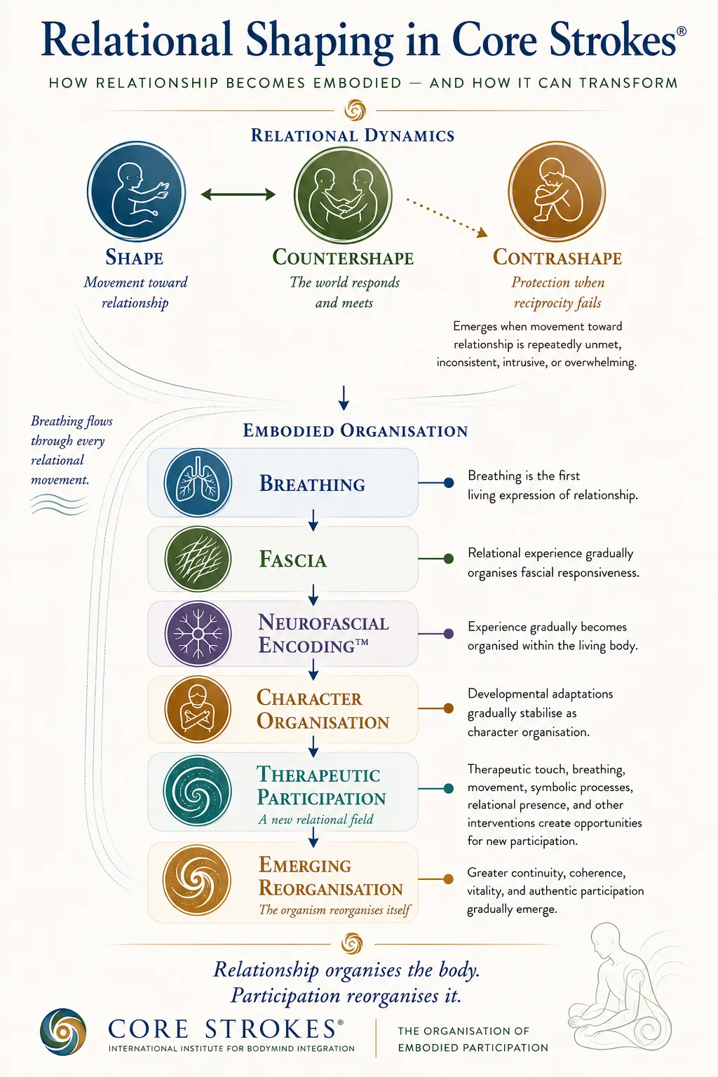 Diagram illustrating the Relational Shaping Process in Core Strokes®, showing how shape, countershape, contrashape, breathing, fascia, Neurofascial Encoding™, character organisation, therapeutic participation, and embodied reorganisation interact within somatic psychotherapy.